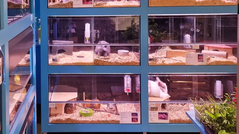 leasing mebli dla zwierząt